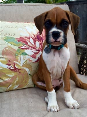 6 week old sales boxer puppy weight